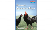 Beternak ayam jawa super